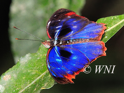 Orsis Bluewing (Myscelia orsis)